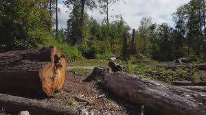 Best Storm Damage Tree Cleanup  in White Salmon, WA