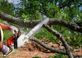 White Salmon, WA Tree Care Company