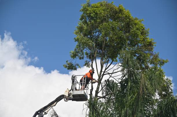 Best Grass Overseeding  in White Salmon, WA