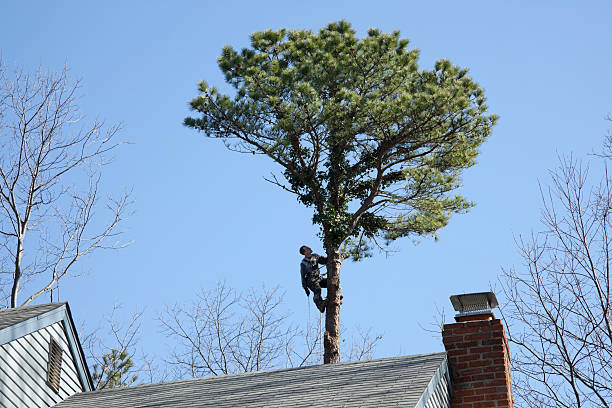 Best Tree Disease Treatment  in White Salmon, WA